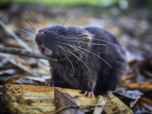 raton-anfibio-peru-amazonia-especies