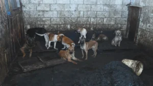 rescate-de-perros-en-mexicaltzingo-edomex