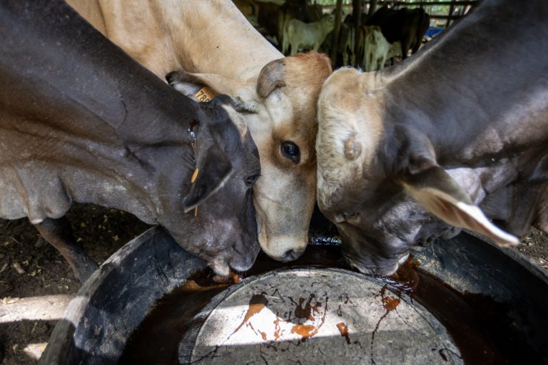 Ganaderos denuncian "sobrerregulación" por medidas contra gusano barrenador en México