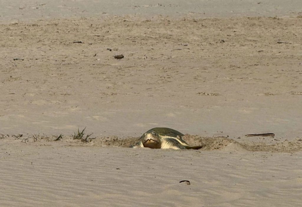 2-TORTUGAS-1024x704